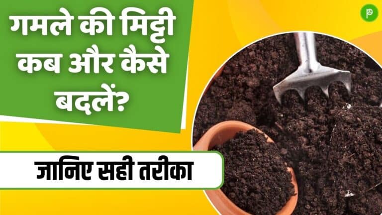 Gardening Tips: गमले की मिट्टी कब और कैसे बदलें? जानिए सही तरीका और जरूरी टिप्स!