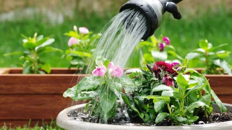 Gardening Tips: बदलते मौसम में पौधों की देखभाल कैसे करें? इन टिप्स से हरे-भरे रहेंगे पौधे